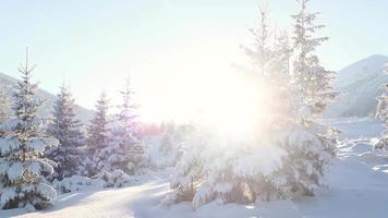 snötäckta vinterberg, barrträd täckta med snö, bergslandskap på vintern video