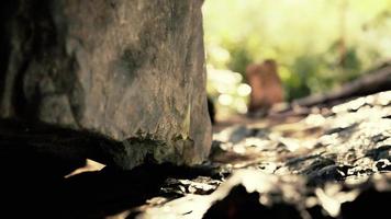 toma tomada desde el interior de una pequeña cueva mirando hacia afuera video