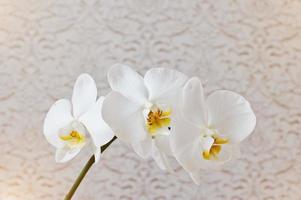 cerca de orquídeas de flores de phalaenopsis blancas sobre fondo de textura foto