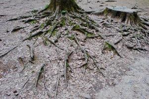 extensas raíces en el bosque foto