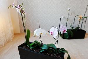 Orchid flowers in pots on the wooden floor photo