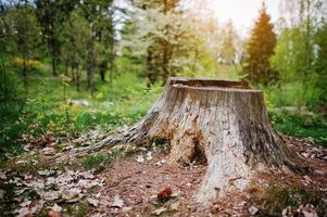 tocón de árbol carbonizado en el bosque foto