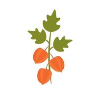 Physalis, an autumn branch with fruits. Vector illustration isolated. For design, decoration or postcards