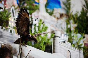 Very large christmas nativity crib. Eagle photo