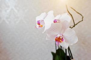 Pink phalaenopsis flowers orchid on vanile texture background photo