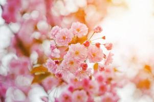Cherry tree blossom close up with sunbeam photo