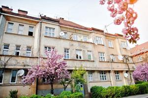 Old vintage house with beautiful cherry trees blossom outdoor photo