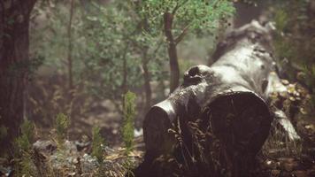 foresta estiva con nebbia profonda video