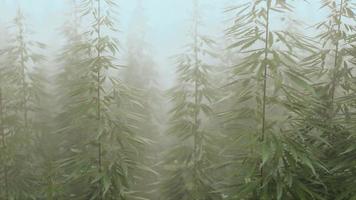 plantation de cannabis dans un brouillard profond