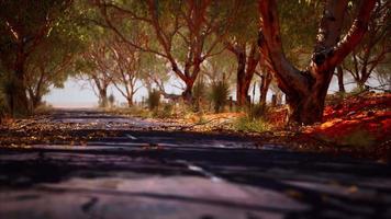 open road in Australia with bush trees video