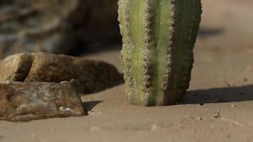 close-up de cacto saguaro na areia