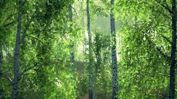 panorama of birch forest with sunlight