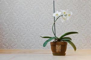 Orchid flowers in pot at floor against the background wallpapers