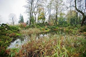 A garden small pond with shrubs and lush vegetation photo