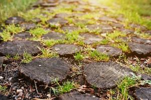 Stump path background. Many stump on garden road photo