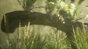 horizontally bending tree trunk with ferns growing, and sunlight shining video