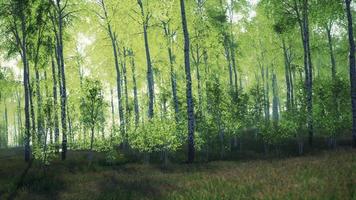 panorama of birch forest with sunlight video