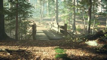 Alte Holzbrücke über einen kleinen Bach in einem Park video