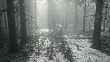 winter snow-covered forest on a cloudy day video