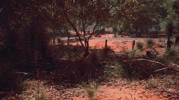 arbusto de arena roja con árboles