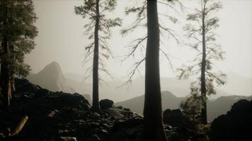 trees in fog in mountains video