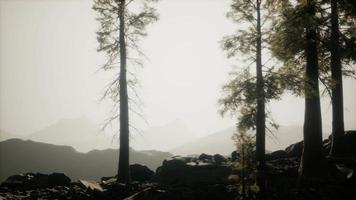trees in fog in mountains video