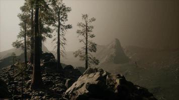 trees in fog in mountains video