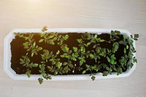 Cherry tomato seedlings in a long white pot photo