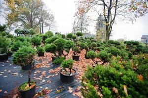 Many black pots with soil and seedlings of coniferous trees and white cedar photo