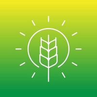 wheat and sun line icon, vector