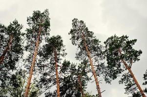 The tops of big pine trees on cloudy weather photo