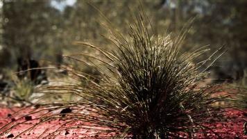 buisson australien avec des arbres sur le sable rouge video