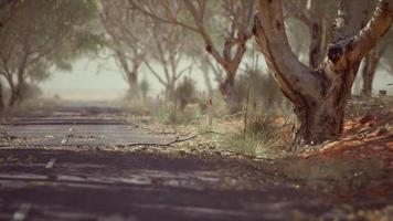 strada aperta in australia con alberi a cespuglio video
