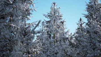 winter calm forest at sunny day video