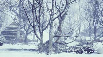 forêt de feuillus d'hiver un matin brumeux video