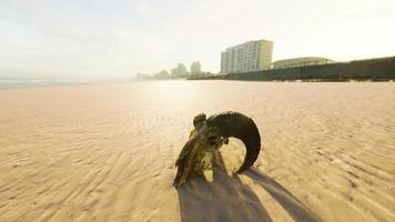 closeup of a skull laying on the wet sand video