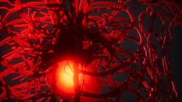 Blood vessel system and heart video