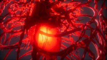 système de vaisseaux sanguins et coeur video