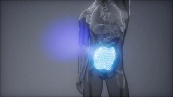 esame di radiologia dell'intestino tenue umano video