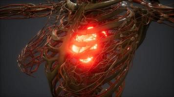 animação cg de um coração humano doente video