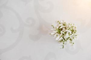 Snowdrop flowers at vase on white glossiness background with ornament photo