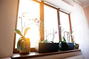 flores de orquídeas en macetas en el apartamento de la ventana foto