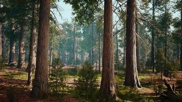 giant sequoias in the giant forest grove in the Sequoia National Park video