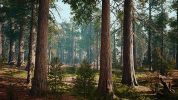 sequoias gigantes no bosque da floresta gigante no parque nacional das sequoias video