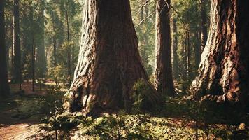 secuoyas gigantes en el bosque gigante del parque nacional de secuoyas video