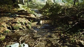 petit ruisseau traverse une large vallée pleine de feuilles mortes video