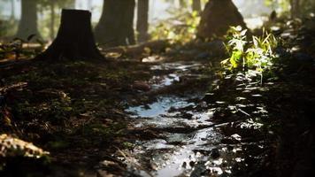 small creek runs through a wide valley full of fallen leaves video