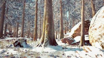 frostigt vinterlandskap i snöig skog video