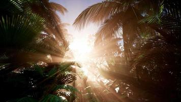 Sunset Beams through Palm Trees video