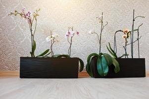 Orchid flowers in pots on the wooden floor photo